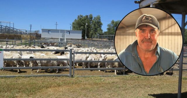 Como as quotas e tarifas “arcaicas” estão a atrasar os produtores australianos
