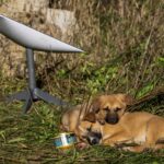 Como o corte dos terminais Starlink afeta os movimentos da Rússia na Ucrânia?