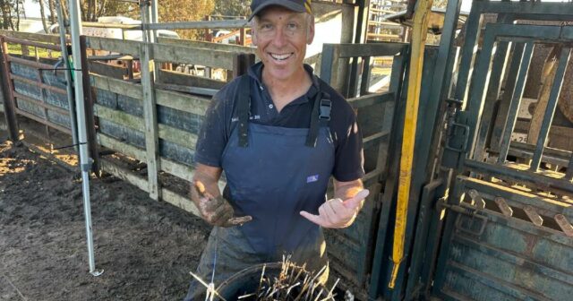 Como o veterinário de vacas do Colorado comprou suas 'ideias loucas dos Yankees' para Esperance
