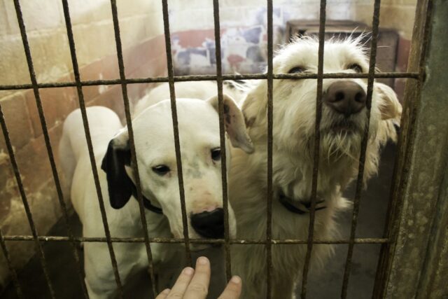 Comportista animal revela o que os filhotes de resgate aprendem Comportista animal revela o que os filhotes de resgate aprendem e os pedigrees não aprendem