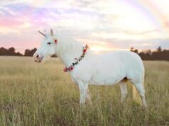 Conheça os novos unicórnios europeus de 2026 unicorn in field with rainbow