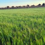 Consequências do Escopo 3: os agricultores pagarão pelo esforço de Canberra na contagem de carbono?