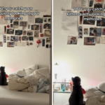 Corações derretem com o que o proprietário pega o novo gatinho olhando: ‘Taking It All In’