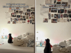 Corações derretem com o que o proprietário pega o novo gatinho olhando: ‘Taking It All In’ Corações derretem com o que o proprietário pega o novo gatinho olhando: ‘Taking It All In’