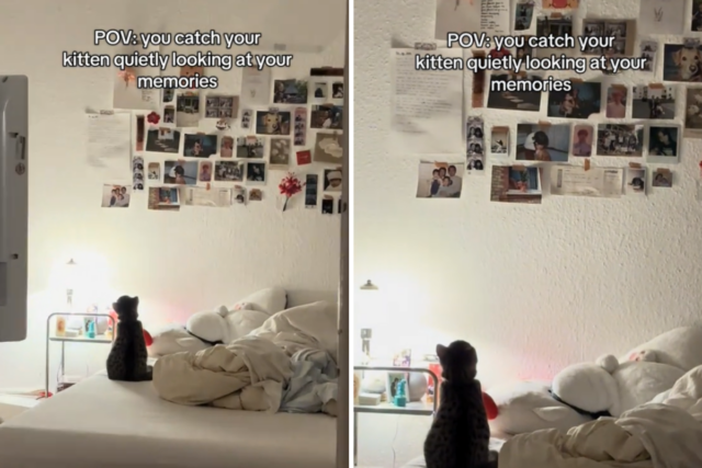 Corações derretem com o que o proprietário pega o novo gatinho olhando: ‘Taking It All In’
