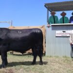 Criação tranquila e de qualidade prova ser uma vencedora para a família Stoney