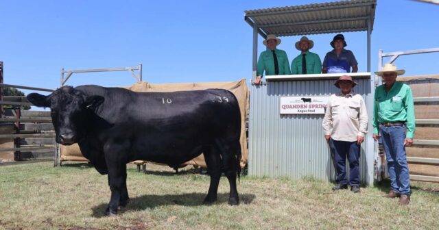 Criação tranquila e de qualidade prova ser uma vencedora para a família Stoney
