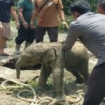 Criança elefante invade fossa séptica, manada de elefantes furiosos destrói bagunça de trabalhadores em Siak