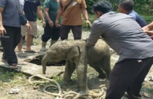 Criança elefante invade fossa séptica, manada de elefantes furiosos destrói bagunça de trabalhadores em Siak Criança elefante invade fossa séptica, manada de elefantes furiosos destrói bagunça de trabalhadores em Siak