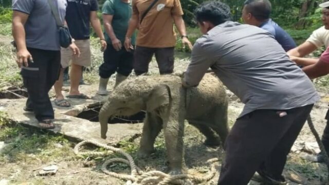 Criança elefante invade fossa séptica, manada de elefantes furiosos destrói bagunça de trabalhadores em Siak
