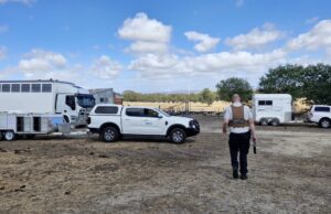 Criminoso em série de crueldade contra animais tem dezenas de outros apreendidos em propriedades vitorianas Foram retirados 24 gatos da mulher, que não pode ficar aos cuidados de mais de cinco felinos.