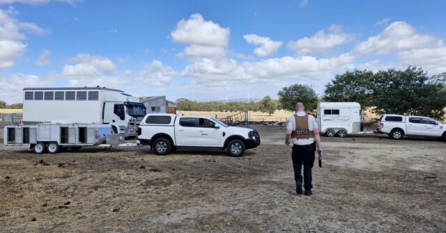 Foram retirados 24 gatos da mulher, que não pode ficar aos cuidados de mais de cinco felinos.