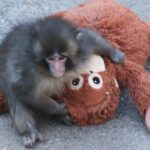 Punch foi abandonado logo após o nascimento no Zoológico da cidade de Ichikawa, nos arredores de Tóquio. Os bebês macacos muitas vezes agarram suas mães em busca de conforto e segurança, então a equipe deu a Punch um substituto.