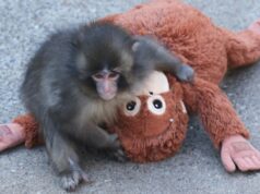 Depois que o macaco bebê solitário se tornou viral, seu brinquedo confortável da Ikea se esgotou Punch foi abandonado logo após o nascimento no Zoológico da cidade de Ichikawa, nos arredores de Tóquio. Os bebês macacos muitas vezes agarram suas mães em busca de conforto e segurança, então a equipe deu a Punch um substituto.