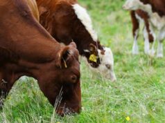 Deputado do governo entre aqueles que pedem ao ministro da Agricultura que reconsidere o fechamento da fazenda Nappan Ícone de conversão de texto em fala