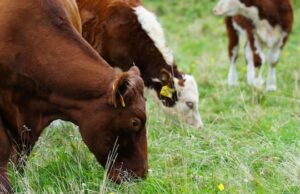 Deputado do governo entre aqueles que pedem ao ministro da Agricultura que reconsidere o fechamento da fazenda Nappan Ícone de conversão de texto em fala