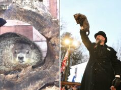Dia da Marmota de 2026: é quando e onde Punxsutawney Phil e Staten Island Chuck farão suas previsões Dia da Marmota de 2026: é quando e onde Punxsutawney Phil e Staten Island Chuck farão suas previsões
