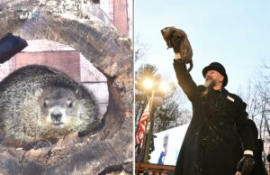 Dia da Marmota de 2026: é quando e onde Punxsutawney Phil e Staten Island Chuck farão suas previsões Dia da Marmota de 2026: é quando e onde Punxsutawney Phil e Staten Island Chuck farão suas previsões