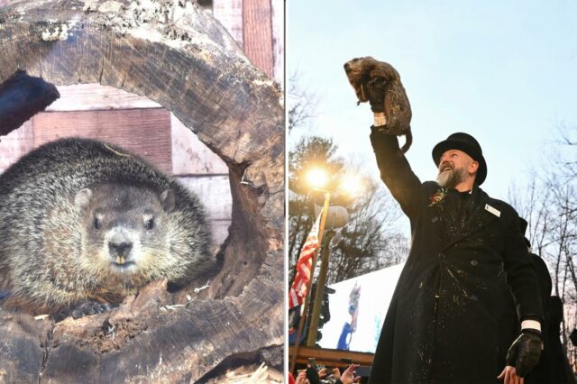 Dia da Marmota de 2026: é quando e onde Punxsutawney Dia da Marmota de 2026: é quando e onde Punxsutawney Phil e Staten Island Chuck farão suas previsões
