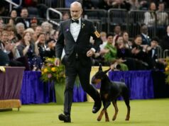 Doberman pinscher chamado Penny ganha o prêmio de melhor da exposição na 150ª exposição anual de cães do Westminster Kennel Club Um treinador de terno e gravata borboleta leva um Doberman Pinscher chamado Penny durante o Westminster Dog Show.