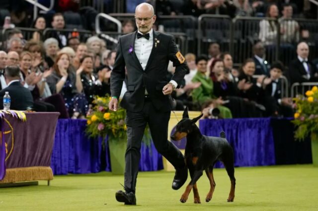 Um treinador de terno e gravata borboleta leva um Doberman Pinscher chamado Penny durante o Westminster Dog Show.