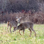 A doença debilitante crônica foi confirmada por testes de laboratório em animais adicionais dos condados de Wyandot, Marion, Hardin, Allen, Crawford e Hancock.