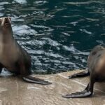 Ícone de conversão de texto em fala