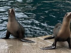 Dois leões marinhos de Marineland ganham novo lar no Aquário de Vancouver Ícone de conversão de texto em fala