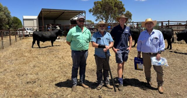 Dois touros dividem as honras de maior preço na oitava venda anual do sul
