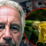 jeffrey epstein anjo trompete planta getty 1