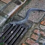 Dave Wood disse que a enguia tinha cerca de um metro de comprimento, se debatendo e também era muito escorregadia