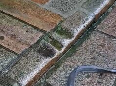 Eel está gostando da chuva, pelo menos! Peixe alongado é avistado em rua depois de nadar para fora da sarjeta em meio a chuvas torrenciais Dave Wood disse que a enguia tinha cerca de um metro de comprimento, se debatendo e também era muito escorregadia