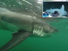 Enorme tubarão branco detectado por pesquisadores na costa do Mississippi em rara migração do Golfo Enorme tubarão branco detectado por pesquisadores na costa do Mississippi em rara migração do Golfo