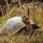 Ícone de conversão de texto em fala