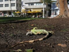 Flórida coletando iguanas congeladas: o que saber Flórida coletando iguanas congeladas: o que saber