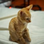 Gatinho salvo de rua movimentada – o que Fosterer vê 48 horas depois se torna viral