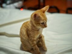 Gatinho salvo de rua movimentada – o que Fosterer vê 48 horas depois se torna viral Gatinho salvo de rua movimentada – o que Fosterer vê 48 horas depois se torna viral