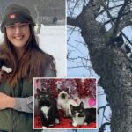 Gatinhos encontrados abandonados no frio congelante são resgatados e se recuperam: ‘Salvos pela compaixão’