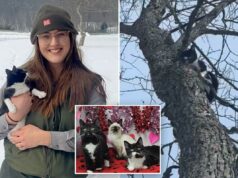 Gatinhos encontrados abandonados no frio congelante são resgatados e se recuperam: ‘Salvos pela compaixão’ Gatinhos encontrados abandonados no frio congelante são resgatados e se recuperam: ‘Salvos pela compaixão’