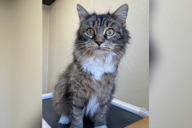 Cat found in freezing temperatures