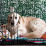 Jolene and Phoenix the dogs.