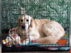 Golden Retriever tem reação comovente ao adotar cachorro adotivo Jolene and Phoenix the dogs.