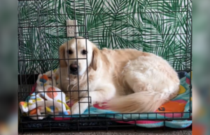 Golden Retriever tem reação comovente ao adotar cachorro adotivo Jolene and Phoenix the dogs.