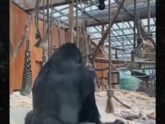 Gorilas filmaram acasalamento em zoológico na frente de visitantes chocados gorilas-acasalamento-kal-02-03-2026