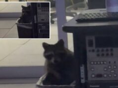 Guaxinim encontrado ‘vivendo secretamente’ na estação de notícias de Cincinnati ‘para escapar’ do frio Guaxinim encontrado 'vivendo secretamente' na estação de notícias de Cincinnati 'para escapar' do frio