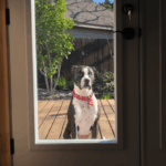 Homem alerta a esposa sobre alguém fora de casa às 6 da manhã – a realidade aquece corações