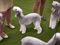 Homem de Nova York preso na exposição canina de Westminster por roubo e furto Por que Sean Kingston foi preso? O que saber sobre as alegações contra o cantor e sua mãe