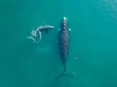 Imagens impressionantes de drone capturam o momento em que uma enorme baleia se aproxima de um praticante de paddleboard desavisado Curioso filhote de baleia franca austral nadando na superfície enquanto sua mãe nada ao fundo, Golfo Nuevo, Península Valdés, Argentina.