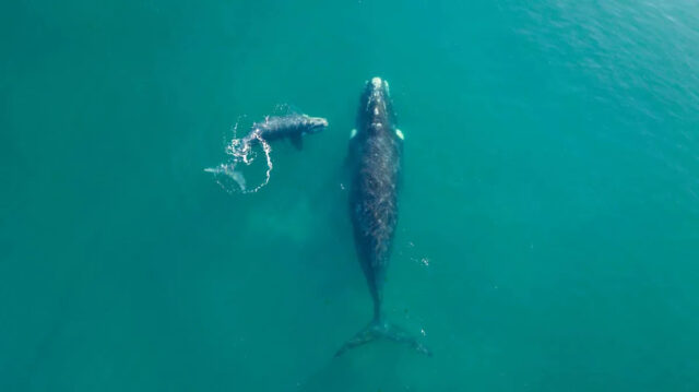 Curioso filhote de baleia franca austral nadando na superfície enquanto sua mãe nada ao fundo, Golfo Nuevo, Península Valdés, Argentina.