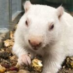 Ícone de conversão de texto em fala